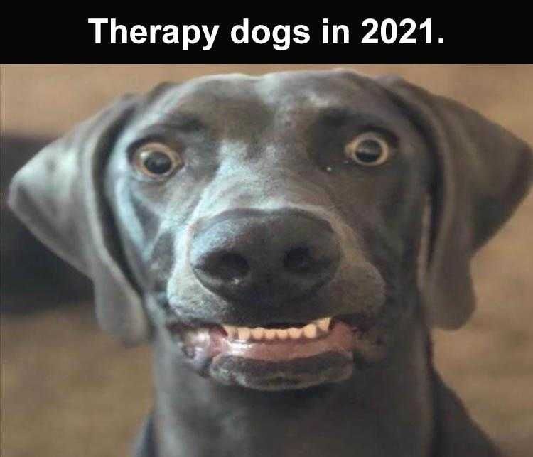 Funny Animal Meme Pics Therapy Dogs 2021