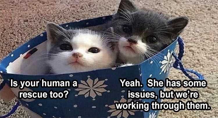 Funny Animal Meme Pics Cats In A Bag