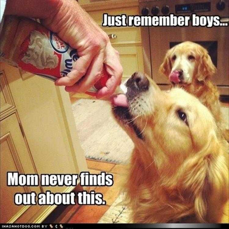 Funny Animal Meme Pictures Silence Is Golden