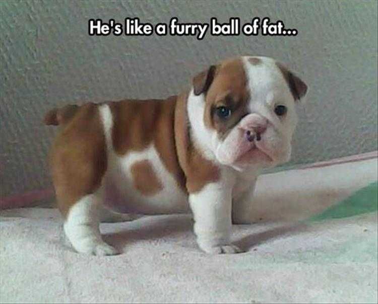 Hilarious Animal Meme Pics Furry Ball Of Fat
