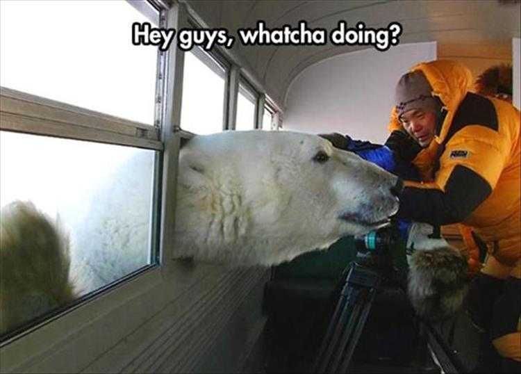 Funny Animal Memes Pictures Unbearably Cool