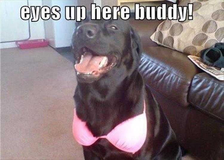 Funny Animal Meme Pics Black Lab In Pink Bikini