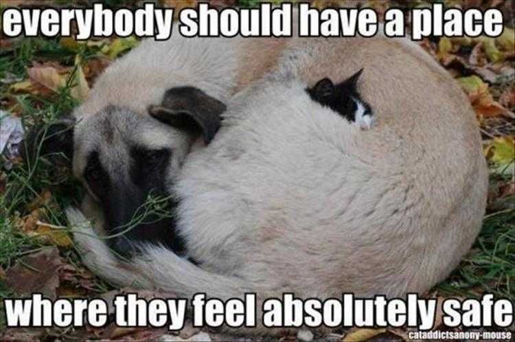 Funny Animals Meme Pictures Cat Snuggling In Dog