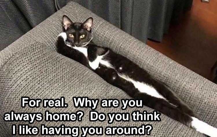 Top 20 Funny Animal Memes Of The Day_5Fb92B5706328.Jpeg Animal Memes Funny Cat Problems