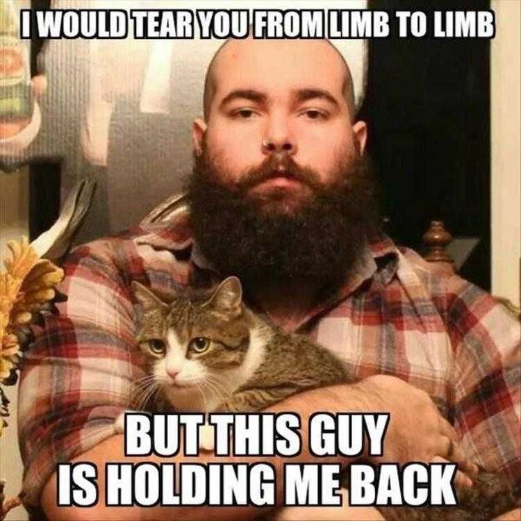 Animal Memes Funny American Cat Fighter