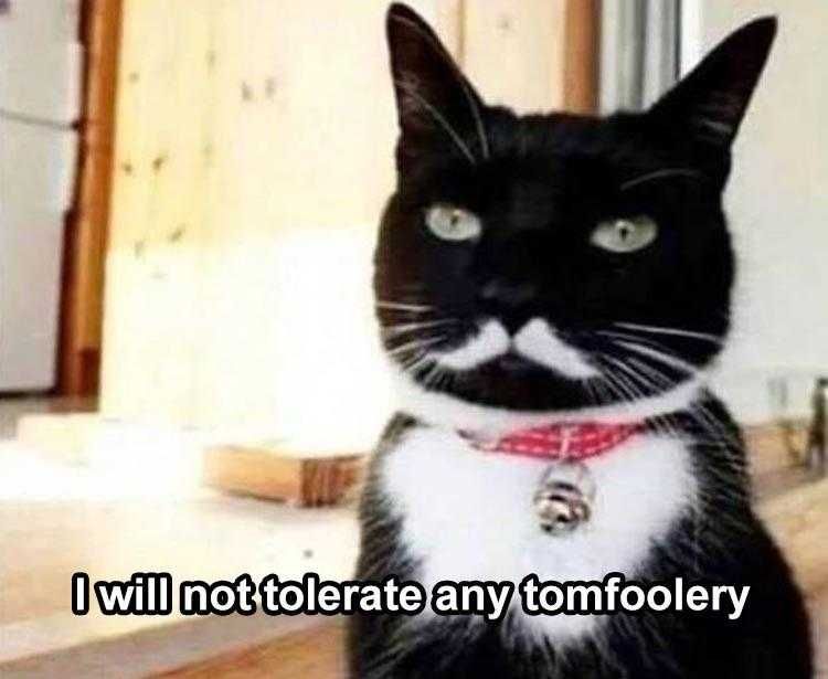 Animal Memes Funny Serious Cat