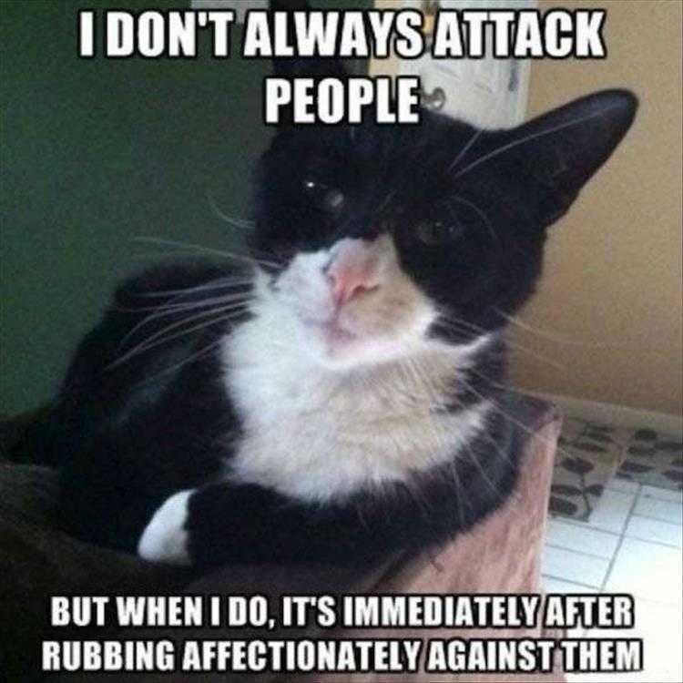 Animal Memes Funny Af Meme Pose