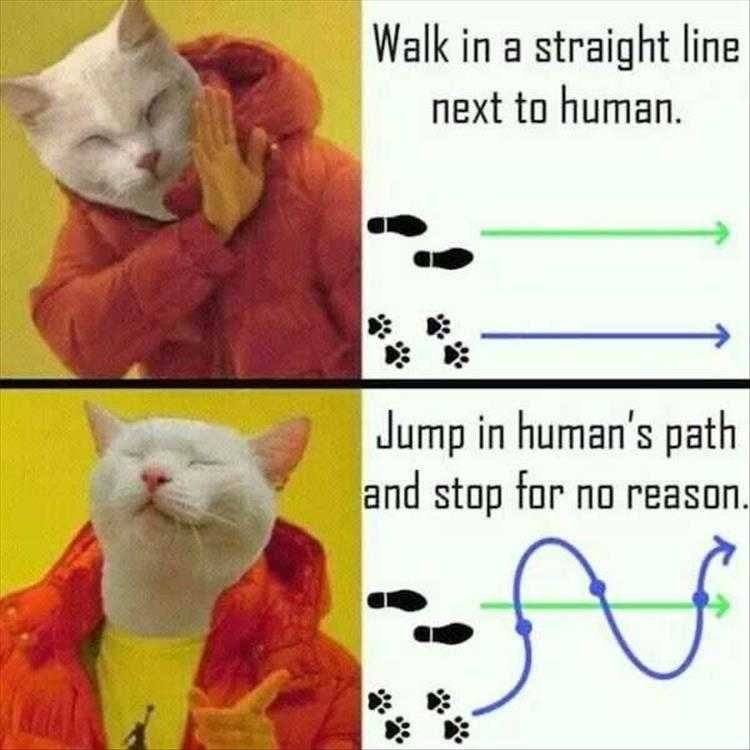 Animal Memes Funny Af Cat Walk