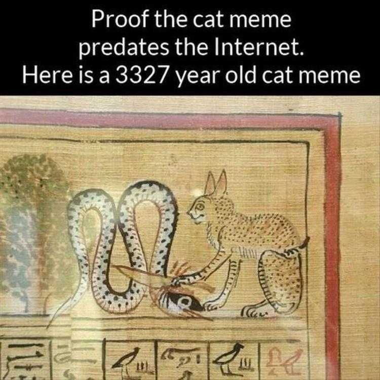 Animal Memes Funny Af Oldest Cat Meme