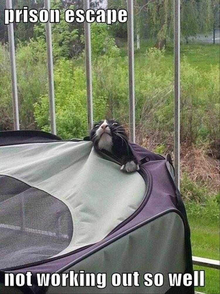 Animal Memes Funny Af Prison Break Season 9 Lives
