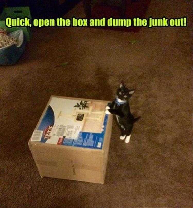 Cat Memes Funny Af Open The Box Now