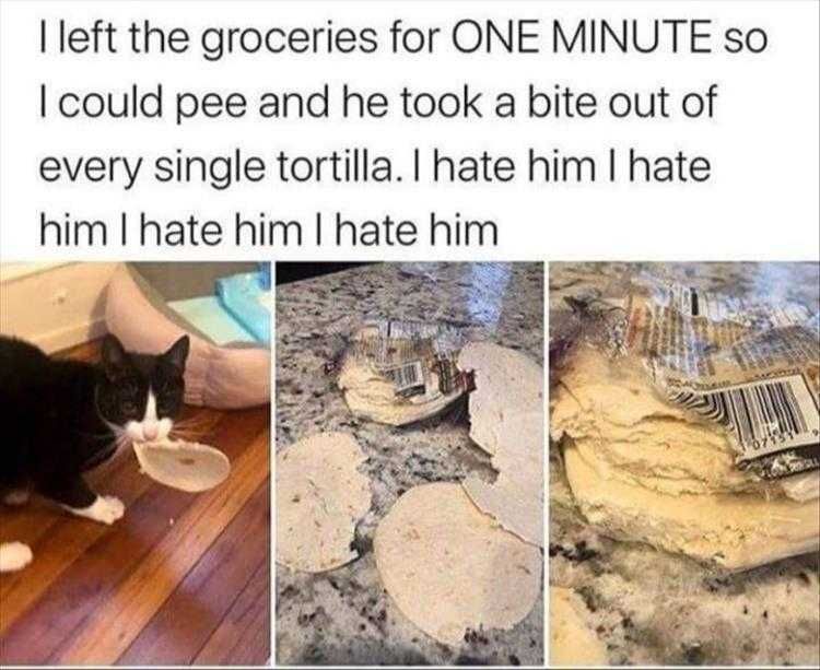 Cat Memes Funny Af Territorial Cat