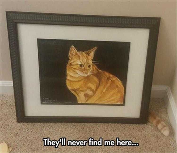 Cat Memes Funny Af Camouflage Cat