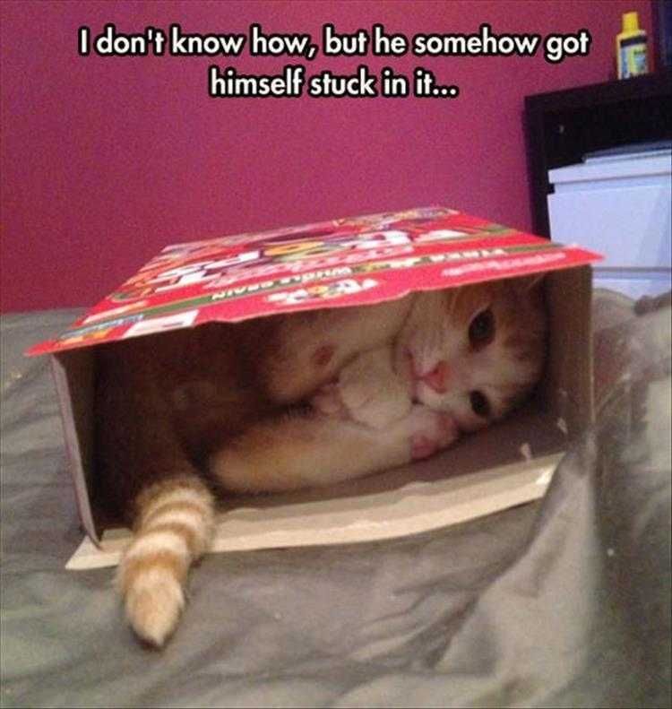 Dog Memes Funny Af Fruit Loop Cat