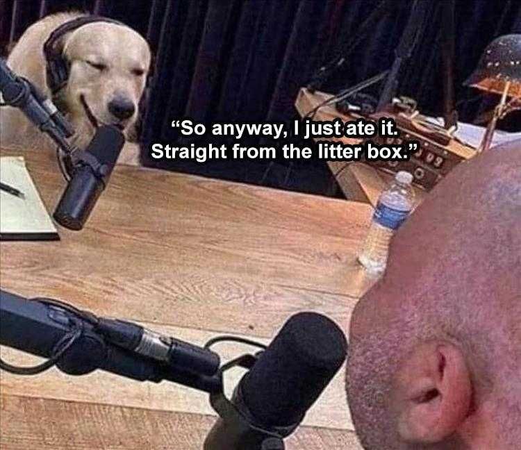 Dog Memes Funny Af Fell For It