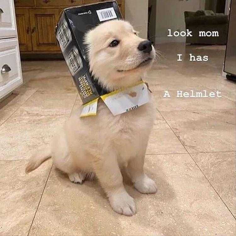 Lol Animal Pictures Beer Box Helmet