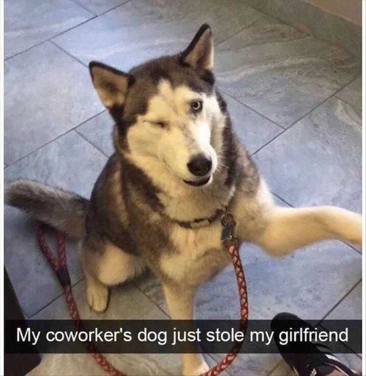 Lol Husky Pictures Cute Dogs
