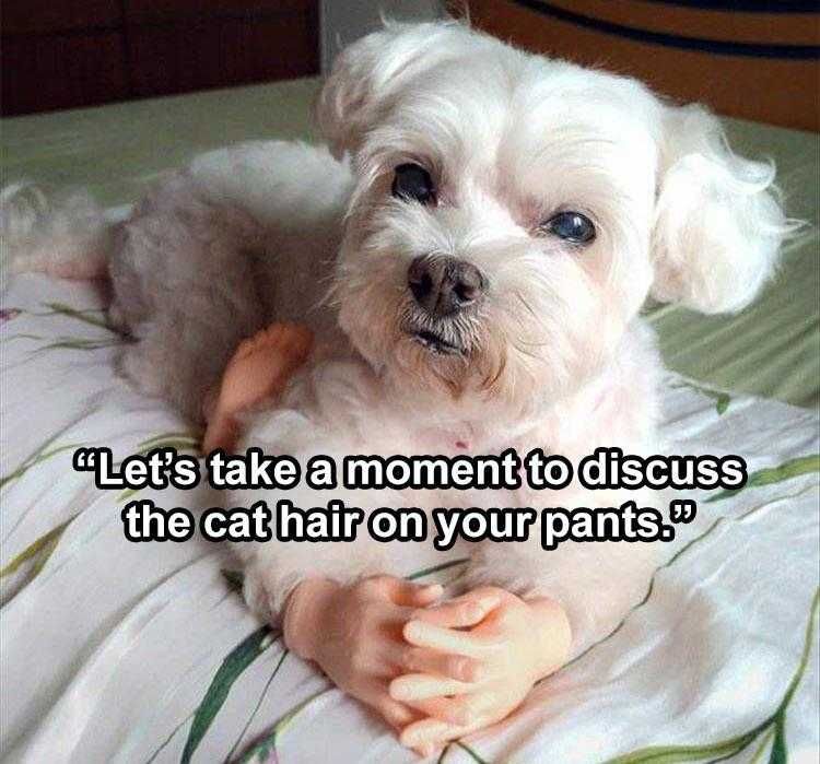 Lol Dog Pics Please Explain