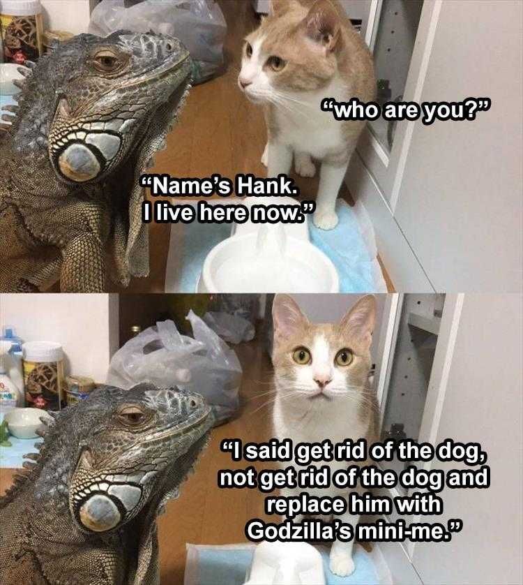 Lol Cat Pics Better The Devil You Know
