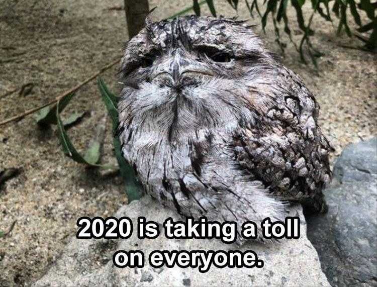 Lol Animal Pictures Owl Needs A Haircut