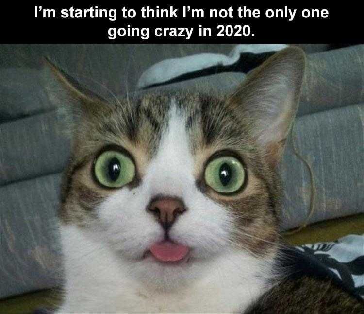 Lol Cat Meme Pictures Slowly Going Crazy
