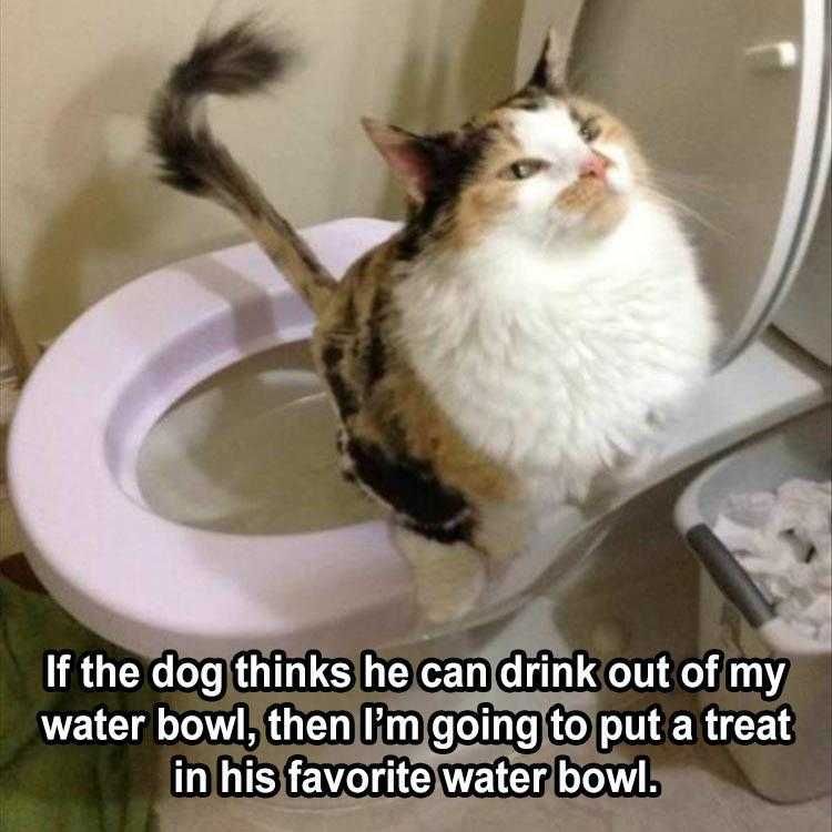 Lol Cat Pictures Well Trained Cat