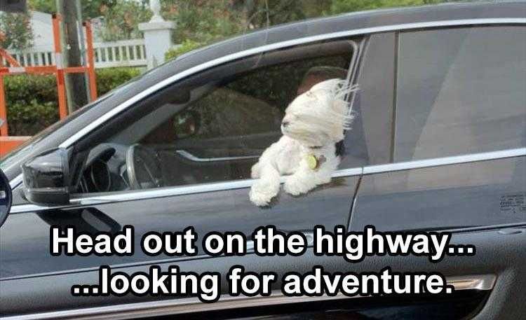 Lol Dog Pictures Born To Be Wild