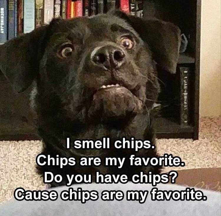 Lol Animal Pictures Smell Of Chips