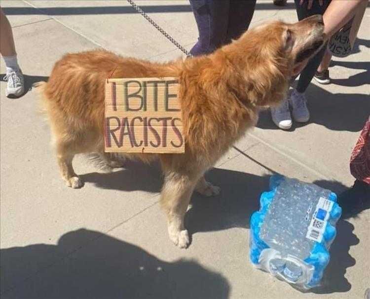 Lol Dog Pictures Racists Detector