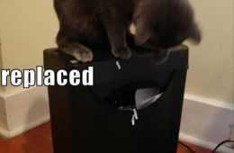 Lol Animal Pictures  Unemployment