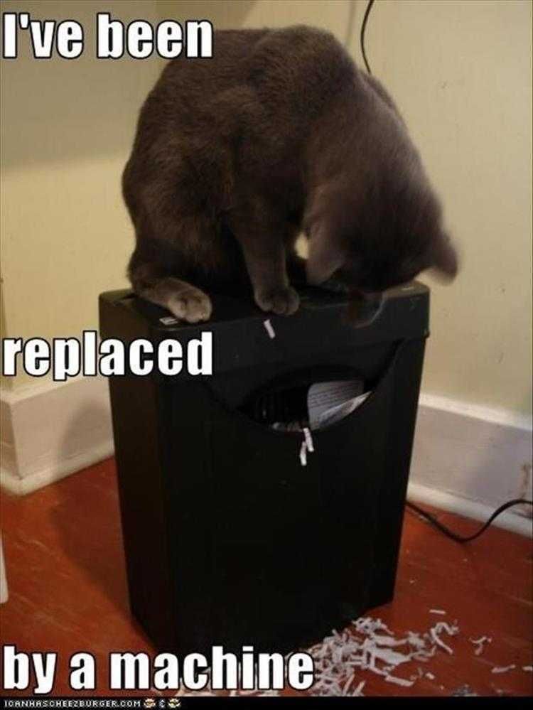 Lol Animal Pictures Unemployment
