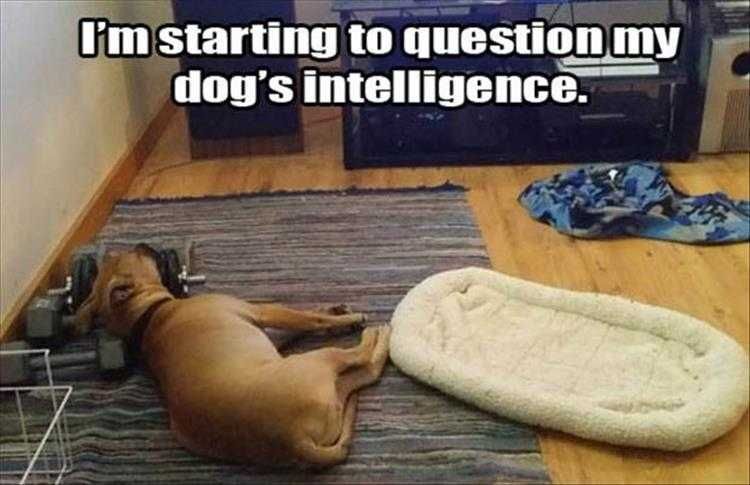 Lol Animal Pictures Putting His Mind On Workout