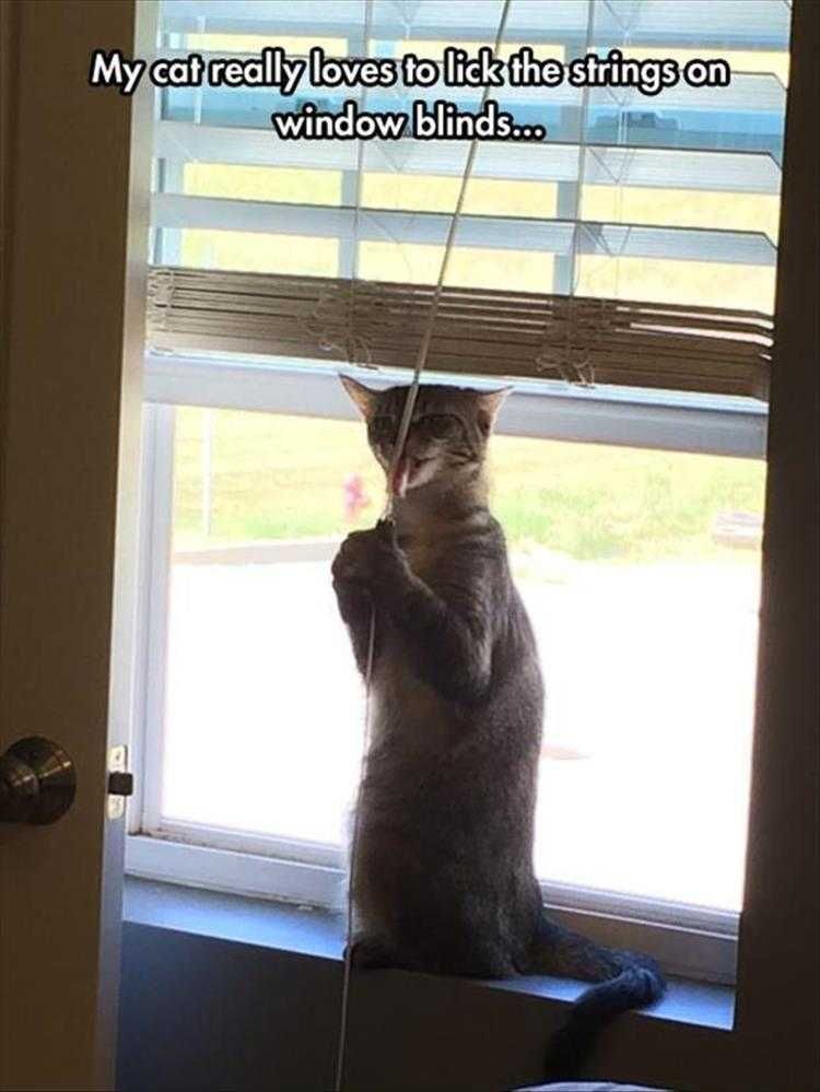 Lol Cat Pictures Strange Cat Fetish