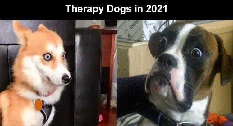 Animal Picture Memes Therapy Dogs