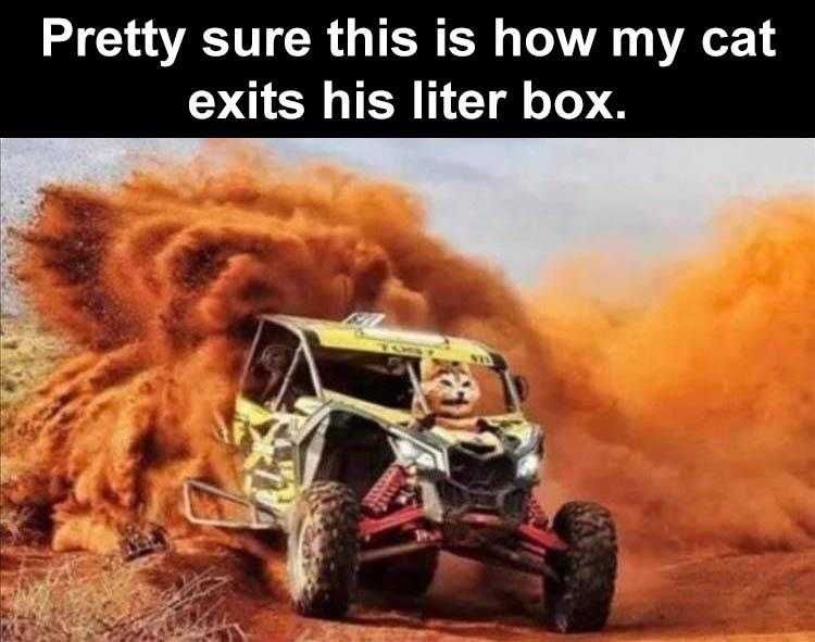 Animal Picture Memes Driver Cat