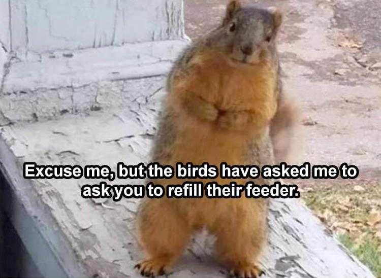 Animal Picture Memes Polite Squirrel