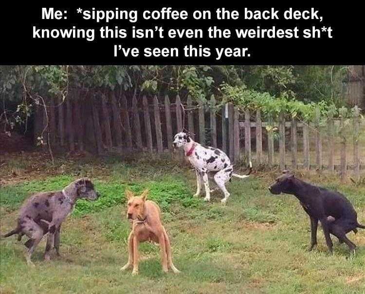 Animal Picture Memes Collective Dump