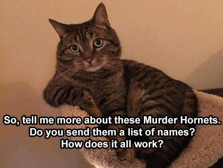 Animal Picture Memes Cat Chat
