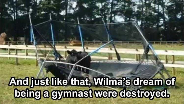 Animal Picture Memes Cow Not Jumping