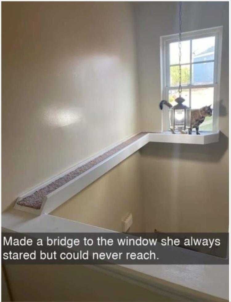 Funny Animal Picture Memes Cat Ledge