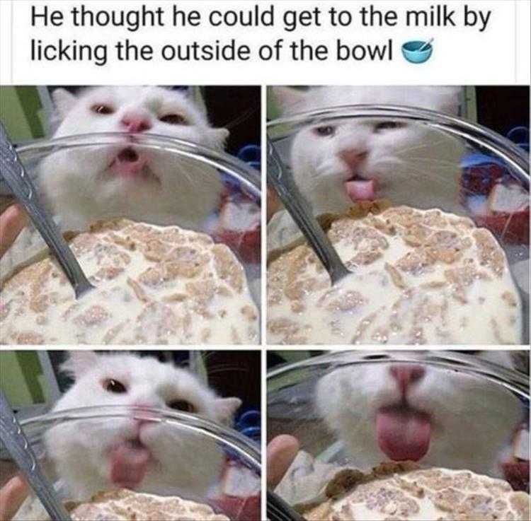 Funny Animal Picture Memes Dissolve The Glass