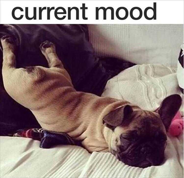 Funny Animal Picture Memes Don'T Care