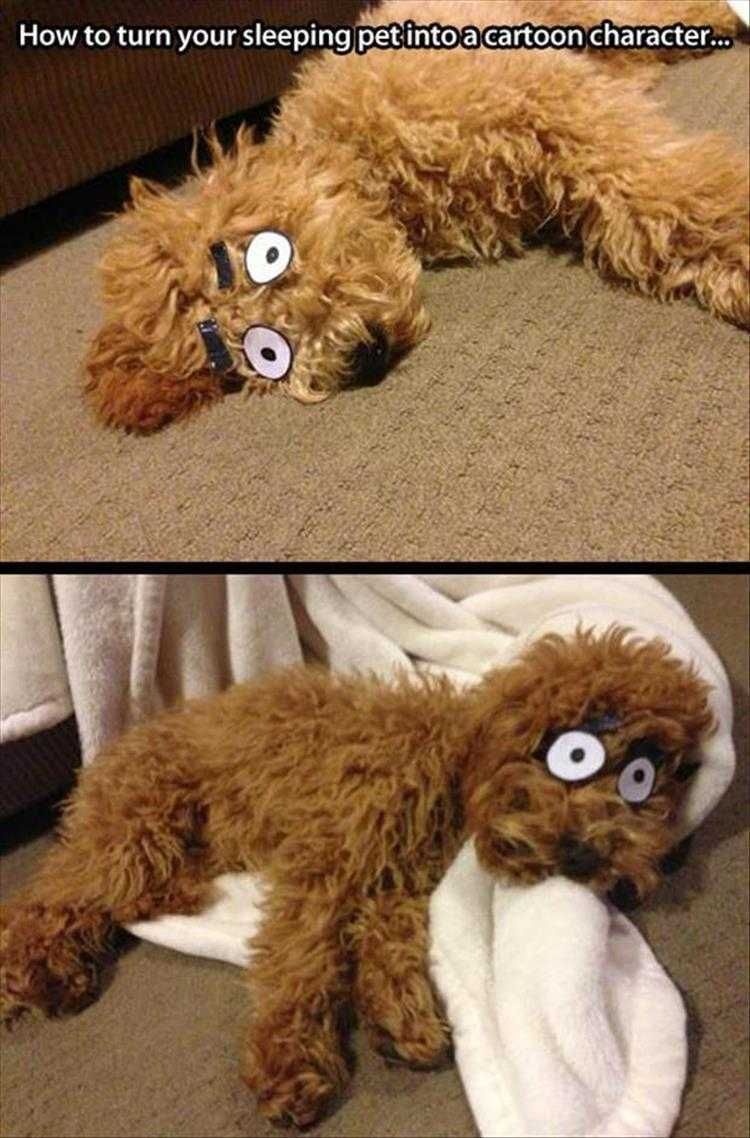 Animal Picture Memes Cartoon Dog