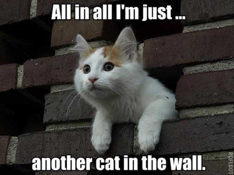 Animal Picture Memes Cat In The Wall