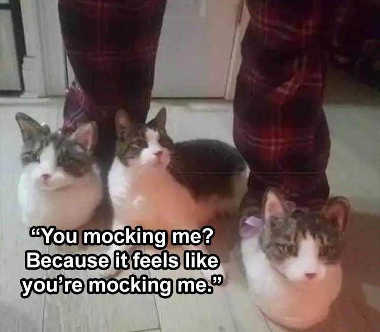 Animal Picture Memes Cat Slippers
