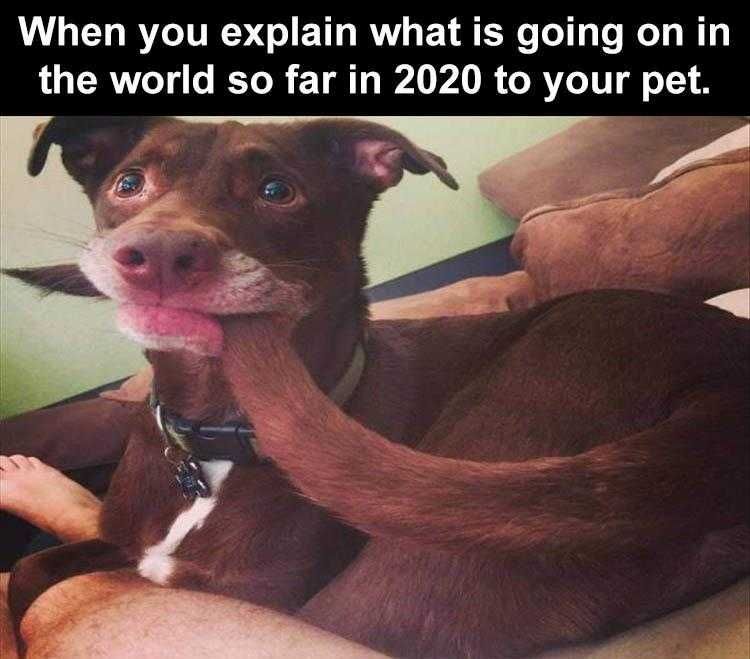 Animal Picture Memes Scared Dog