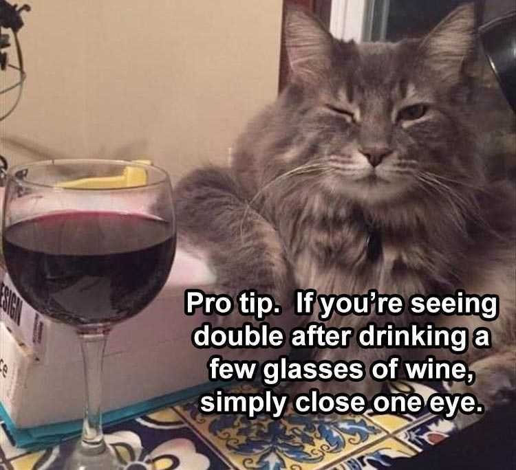 Cute Animal Memes Drinking Advice From A Cat