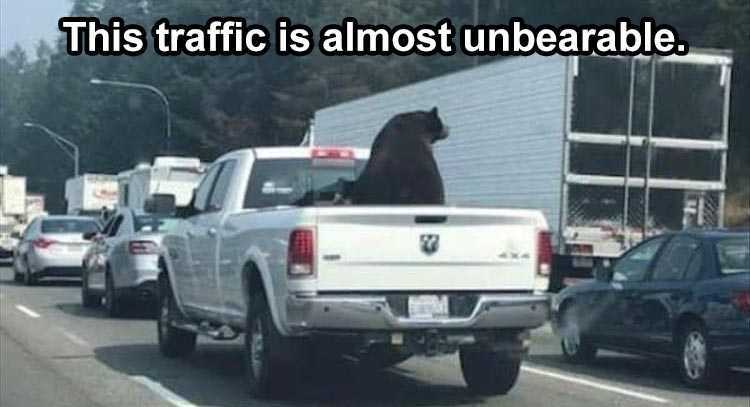 Cute Animal Memes UnBearAbly Cool