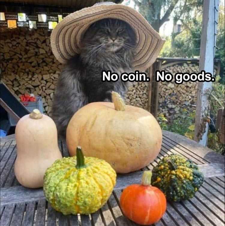 Cute Animal Memes Kitty Means Business
