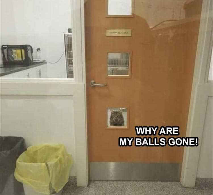 Cute Animal Memes No Balls